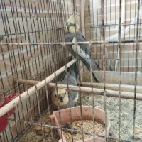 فروش پرنده