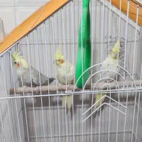 پرنده عروس هلندی لوتینو|پرنده|شیراز, محراب|دیوار