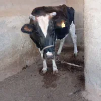 گاو ماده خارجی