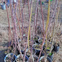 نهالستان نکویی