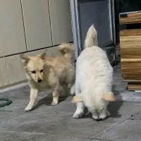 سگ ها هر دو فروشی دوتاش 4 تومن|سگ|سیرجان, |دیوار