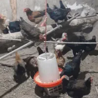 مرغ تخمگذار
