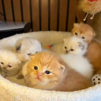 گربه های آماده رزرو