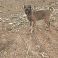 سگ‌سرابی‌عراقی