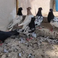 کبوتر