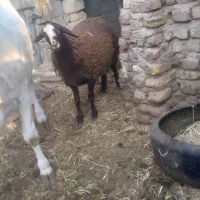 بره نژاد دار|حیوانات مزرعه|زرند, |دیوار