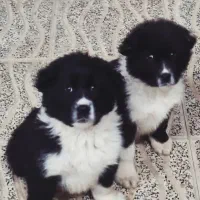 سگ قدریجونی