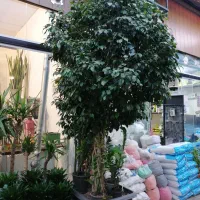 بنحامین خیلی خیلی بزرگ