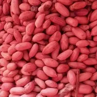 فروش عمده بادام زمینی کپسولی تفت داده شده