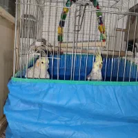 عروس هلندی