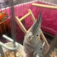 مرغ عشق و عروس هلندی