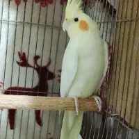 عروس هلندی ماده|پرنده|قرچک, باقرآباد|دیوار