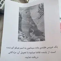طوطی عروس هلندی گمشده