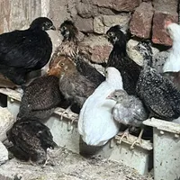 جوجه اردک اسرائیلی مرغ خروس بالغ. قوغاز آفریقایی