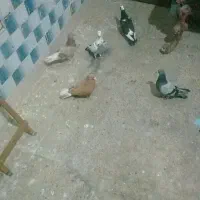 کفتر۵تانریکجا۹۰۰ تومن