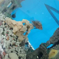 آکواریوم با ماهی و وسایل|ماهی|رباط‌کریم, رباط‌کریم|دیوار