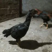 مرغ وخروس|حیوانات مزرعه|سردشت, |دیوار