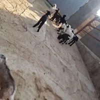 بره شیری|حیوانات مزرعه|سلفچگان, |دیوار