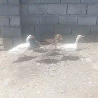 فروغ غاز|حیوانات مزرعه|بند زرک, |دیوار