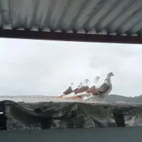 فروش کبوتر پرشی اصیل خالپر|پرنده|مرزیکلا, |دیوار