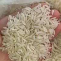 برنج سالم هاشمی(کشت پارسال)