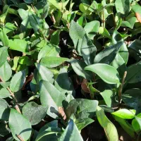 یاس هلندی|گل و گیاه طبیعی|کلاچای, |دیوار