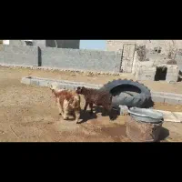 کهره نر وبره لامرد فداغ|حیوانات مزرعه|گراش, |دیوار