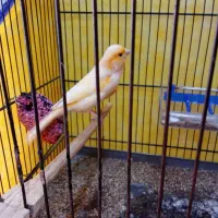 چهارگل قناری