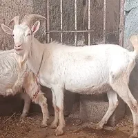 بز سانن پلاک فرانسه|حیوانات مزرعه|بیستون, |دیوار