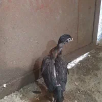 چهار عدد جوجه لاری