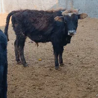 گوساله لاغردورگکوردی سیاهمال میاندوآب|حیوانات مزرعه|پیشوا, |دیوار