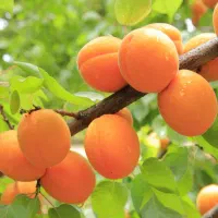 نهال میوه پیوندی|گل و گیاه طبیعی|اصفهان, ارداجی|دیوار