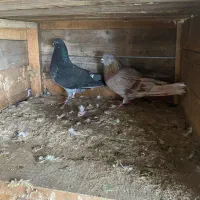 فروش کبوتر|پرنده|رشت, حومه رشت|دیوار