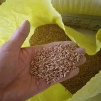 گندم بذر پیشگام پرمحصول