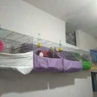 قعس پرنده فنچ مرغ عشق و طوطی