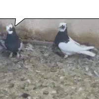 نرو ماده طوق قهوه ای و سرکه ای بزن