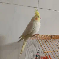 فروش عروس هلندی لوتینو