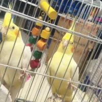 عروس هلندی جفت کار داده