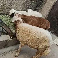 گوسفندان نر
