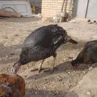 بوقلمونماده|حیوانات مزرعه|دماوند, دماوند|دیوار