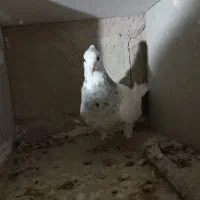 طوقی خال سیا ماده