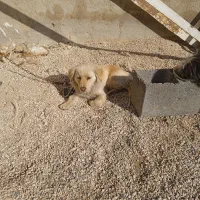 سه تا سگ پاپی|سگ|شاهین‌شهر, حاجی آباد|دیوار