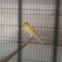 قناری نر بخون رسمی قشنگ