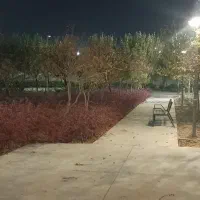 پارتنر پیاده روی