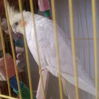 عروس هلندی|پرنده|محمدشهر, کوی بهار|دیوار