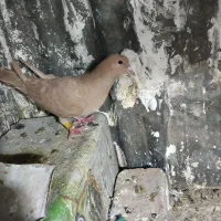 ماده زرد گل گوهک به ضمانت تخم جوجه