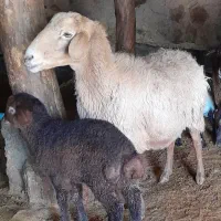 پنج راس میش زاییده  سه تا بره  نر دوتا ماده