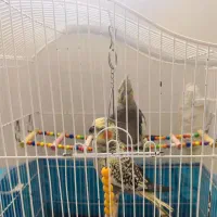 عروس هلندی با قفس|پرنده|نقده, |دیوار