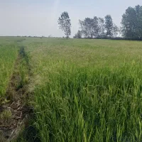 زمین زراعی|فروش زمین و ملک کلنگی|چوبر, |دیوار