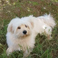 سگ پاکوتاه شیتزوترییر